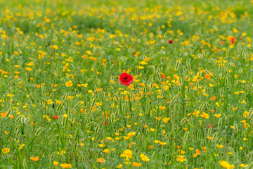 Landscape photo of a field with red poppies blooming in spring