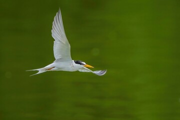 グリーンバックに餌を探して飛ぶコアジサシ