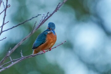 枝に止まって小魚を探すカワセミ オス