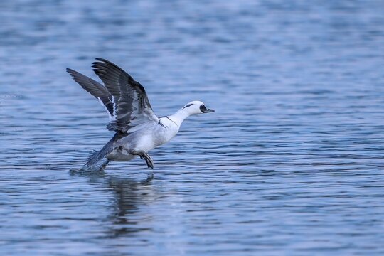 ブルーの水面を走るミコアイサ オス