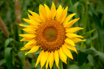 Beautiful Sunflower in agriculture field