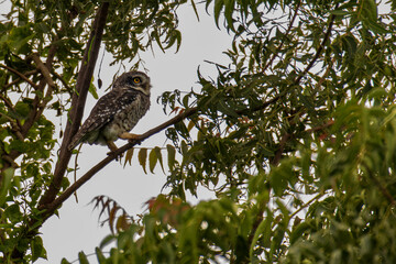 Spotted Owlet on tree in grass land of Bhigwan