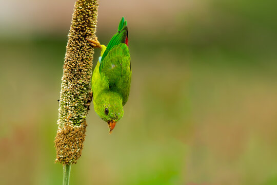 Vernal Hanging Parrot in Pearl millets field at Saswad, Pune