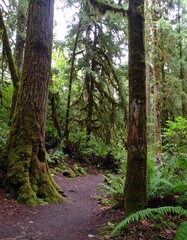 Naklejka premium Lush forest path