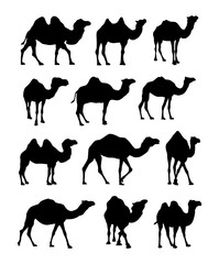 collection of camel silhouettes