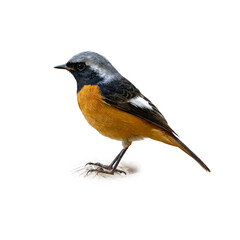 Daurian Redstart with bright orange belly and gray head standing alert on a branch