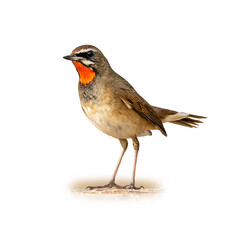 Siberian Rubythroat with its striking red throat patch standing upright, showcasing its delicate brown and white plumage.