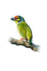 A colorful Coppersmith Barbet perched on a tree branch, showcasing its vivid green feathers with a striking red forehead and yellow face pattern