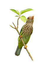 A Lineated Barbet perched on a branch, showing its green feathers and streaked chest while gazing upward near fresh green leaves.