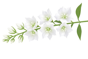 Fototapeta premium Isolated white Delphinium flower on white background