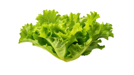 Fresh green lettuce isolated on transparent background with crisp leaves