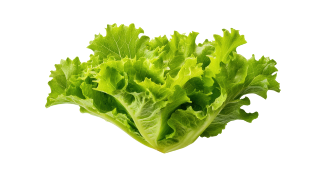 Fresh green lettuce isolated on transparent background with crisp leaves