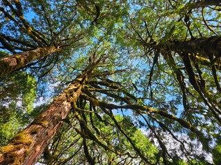 Taiwan Yilan Fushan Botanical Garden is the largest in Asia and has a large number of wild animals. Taiping Mountain there are many primitive forest trails with towering ancient trees