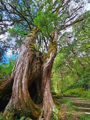 Taiwan Yilan Fushan Botanical Garden is the largest in Asia and has a large number of wild animals. Taiping Mountain there are many primitive forest trails with towering ancient trees