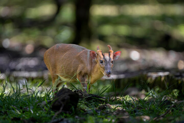Taiwan Yilan Fushan Botanical Garden is the largest in Asia and has a large number of wild animals. Taiping Mountain there are many primitive forest trails with towering ancient trees