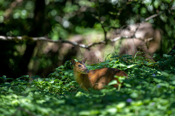 Taiwan Yilan Fushan Botanical Garden is the largest in Asia and has a large number of wild animals. Taiping Mountain there are many primitive forest trails with towering ancient trees