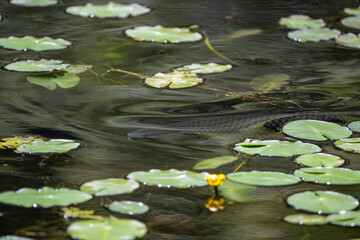 Taiwan Yilan Fushan Botanical Garden is the largest in Asia and has a large number of wild animals. Taiping Mountain there are many primitive forest trails with towering ancient trees