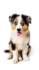 Adorable Australian Shepherd puppy sitting on a white background