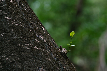 Small branches grow on the trunk