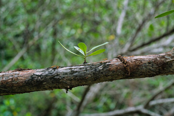 Small branches are growing on a bigger branch