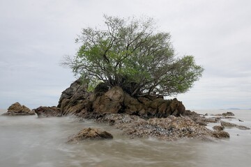 A tree is growing on a rock in the ocean