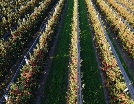 Aerial view of an apple orchard with rows of trees
