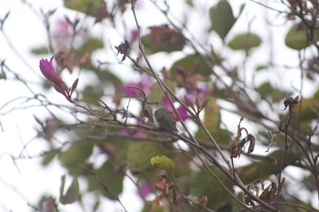 Hummingbird perched on a pink lapacho tree, Tucumán, Argentina