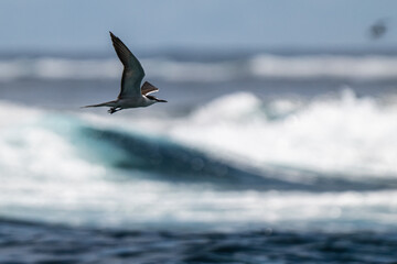 Tern Silhouette Gliding Over Dynamic White Wave Crests