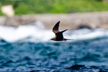 Brown Noddy Screaming While Gliding Over Ocean Waves