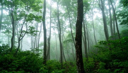 Obraz premium Misty forest scene