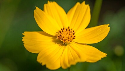 Obraz premium Close-up of a vibrant yellow flower with detailed petals and a central cluster of golden stamen.