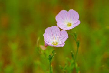 Close-up of pink Evening primrose (Oenothera) flowers blooming in spring.
