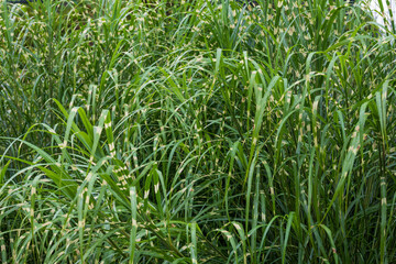 密集して生えるヤバネススキ