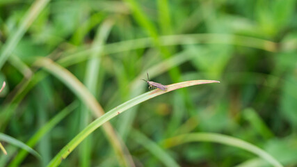 A photograph of a case-bearer moth. Taken from Las Pinas, NCR, Philippines. 