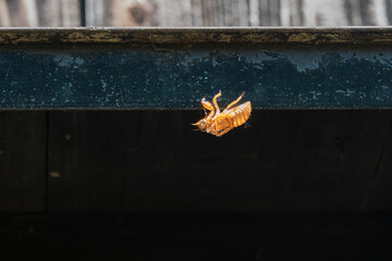 土蔵のひさしに残されたセミの抜け殻