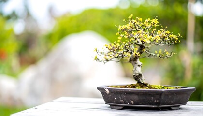 A small bonsai tree with delicate branches and light green foliage rests in a dark, textured pot on a wooden surface.