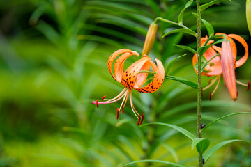 Close-up of an orange daylily (Hemerocallis) flower blooming in spring.