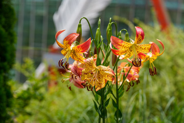 Close-up of an orange daylily (Hemerocallis) flower blooming in spring.