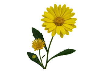 Vibrant yellow daisy flower with leaves isolated on transparent background
