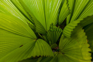 Close-up macro of vibrant green foliage from a fan palm plant