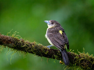 Female Lemon-rumped Tanager on Mossy Branch