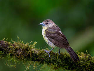 Female Lemon-rumped Tanager on Mossy Branch