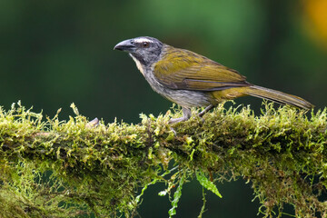 Buff-throated Saltator perched on mossy branch