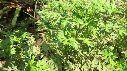 Green Kenikir Leaf Cosmos Plant in Outdoor Environment Used as Traditional Vegetable and Medicinal Herb in Indonesia