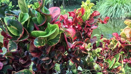 Codiaeum variegatum with Twisted Colorful Leaves Croton Plant for Tropical Landscaping © Muhammad Nashieh