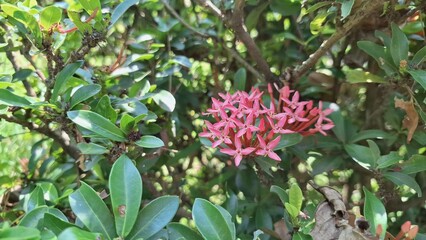 Flame of the Woods Flowers in Bright Red &ndash; Ixora Coccinea Cluster Blossoming in Outdoor Garden for Botanical and Nature-Based Design Uses