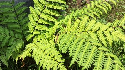 Onoclea Sensibilis Sensitive Fern Growing in Wildwood Forest, Summer Plant with Leaf Detail