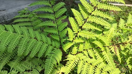 Forest Background with Sensitive Fern Leaves, Onoclea Sensibilis Botanical Texture for Nature Design