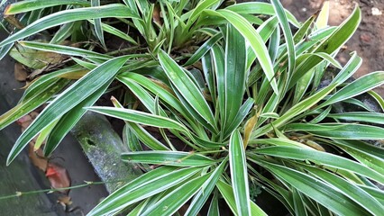 Lush Green Spider Plant Foliage with White Stripes: A Popular Indoor Houseplant (Chlorophytum comosum) for Natural Decoration and Air Purification in Home and Office Spaces