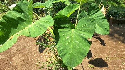 Large Green Taro Leaves (Colocasia esculenta) in Tropical Soil – Natural Plant for Farming, Healthy Food, and Botanical Illustration